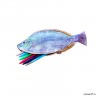 Пенал Рыба Fresh fish (Rainbow)